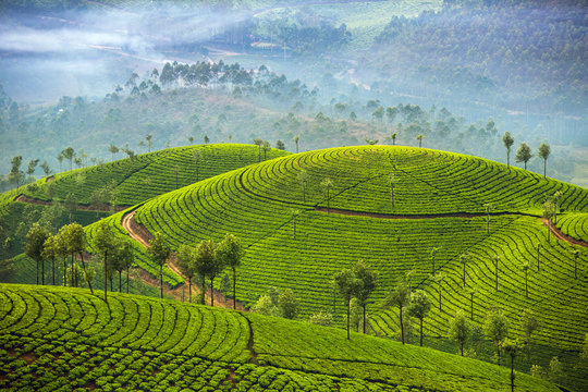 Munnar Tour Package
